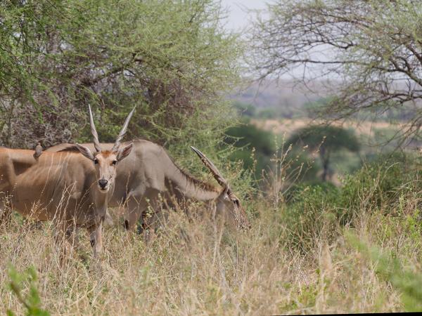 <h3><a href="/trips/tanzania/biota/animalia/chordata/mammalia/artiodactyla/bovidae/tragelaphus oryx/tragelaphus oryx-nl.html">Tragelaphus&nbsp;oryx</a> / Common&nbsp;eland / Elandantilope</h3>OM-1 Mark II met OLYMPUS M.150-400mm F4.5 TC, 1/2000 sec  bij F5.6, ISO 640, afstand 39.4&nbsp;m